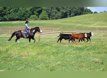 Paint Horse, Caballo castrado, 7 años, 152 cm, Negro