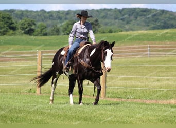 Paint Horse, Caballo castrado, 7 años, 152 cm, Negro