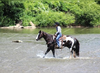 Paint Horse, Caballo castrado, 7 años, 152 cm, Negro