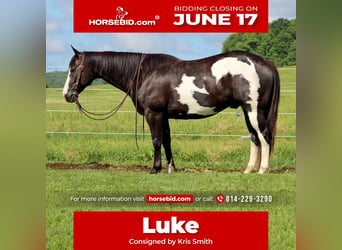 Paint Horse, Caballo castrado, 7 años, 152 cm, Negro