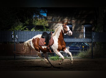 Paint Horse, Caballo castrado, 7 años, 152 cm, Tobiano-todas las-capas