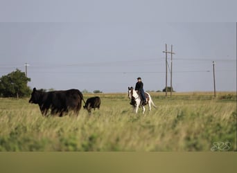 Paint Horse, Caballo castrado, 7 años, 152 cm, Tobiano-todas las-capas