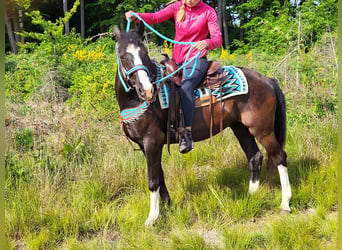 Paint Horse Mestizo, Caballo castrado, 7 años, 153 cm, Pío