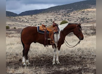 Paint Horse, Caballo castrado, 7 años, 155 cm