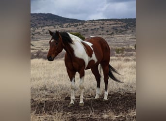 Paint Horse, Caballo castrado, 7 años, 155 cm