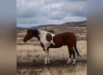 Paint Horse, Caballo castrado, 7 años, 155 cm