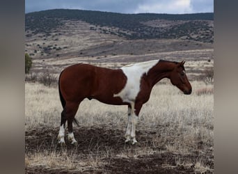 Paint Horse, Caballo castrado, 7 años, 155 cm