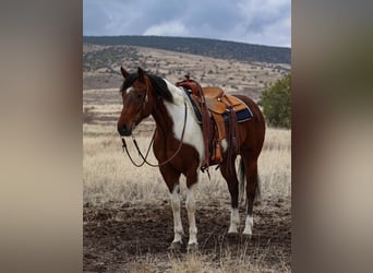 Paint Horse, Caballo castrado, 7 años, 155 cm