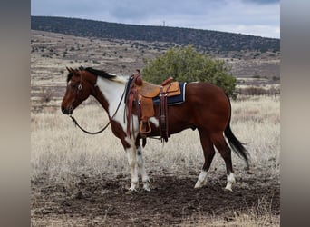 Paint Horse, Caballo castrado, 7 años, 155 cm