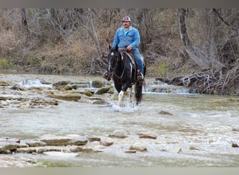 Paint Horse, Caballo castrado, 7 años, 155 cm