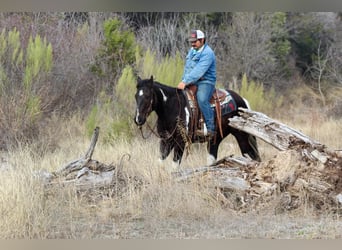 Paint Horse, Caballo castrado, 7 años, 155 cm