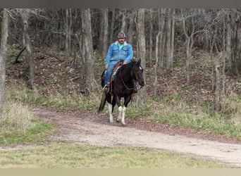 Paint Horse, Caballo castrado, 7 años, 155 cm