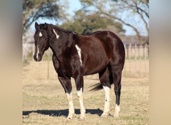 Paint Horse, Caballo castrado, 7 años, 155 cm