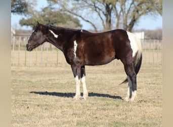 Paint Horse, Caballo castrado, 7 años, 155 cm