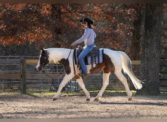 Paint Horse, Caballo castrado, 7 años, 155 cm, Castaño-ruano