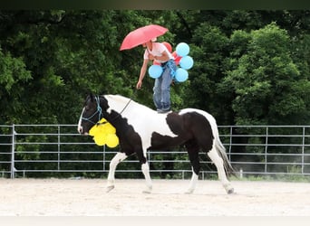 Paint Horse Mestizo, Caballo castrado, 7 años, 155 cm, Pío