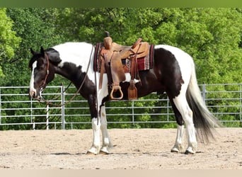 Paint Horse Mestizo, Caballo castrado, 7 años, 155 cm, Pío