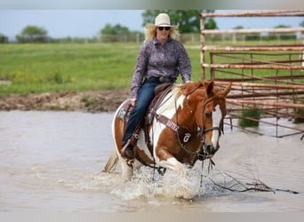 Paint Horse, Caballo castrado, 7 años, 157 cm, Tobiano-todas las-capas