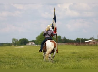 Paint Horse, Caballo castrado, 7 años, 157 cm, Tobiano-todas las-capas