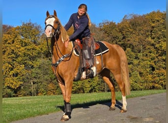 Paint Horse, Caballo castrado, 7 años, 158 cm, Pío