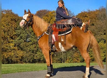 Paint Horse, Caballo castrado, 7 años, 158 cm, Pío