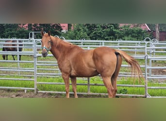 Paint Horse, Caballo castrado, 7 años, 159 cm, Alazán