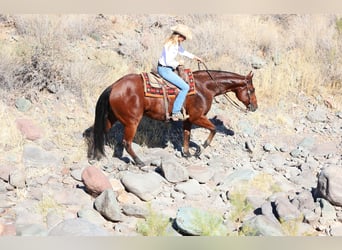 Paint Horse, Caballo castrado, 7 años, 160 cm, Castaño rojizo