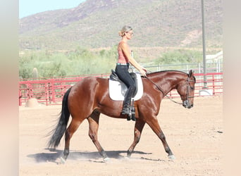 Paint Horse, Caballo castrado, 7 años, 160 cm, Castaño rojizo