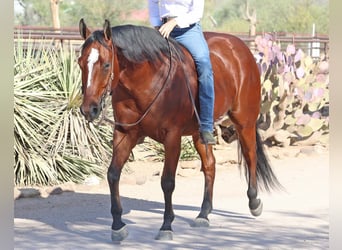 Paint Horse, Caballo castrado, 7 años, 160 cm, Castaño rojizo