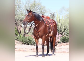 Paint Horse, Caballo castrado, 7 años, 160 cm, Castaño rojizo