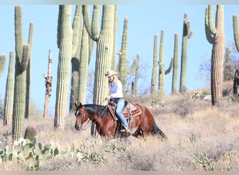 Paint Horse, Caballo castrado, 7 años, 160 cm, Castaño rojizo