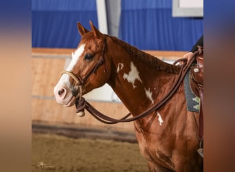 Paint Horse Mestizo, Caballo castrado, 7 años, 160 cm, Overo-todas las-capas