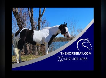 Paint Horse, Caballo castrado, 7 años, 160 cm, Tobiano-todas las-capas
