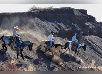 Paint Horse, Caballo castrado, 7 años, 163 cm