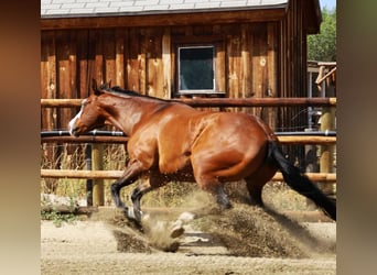 Paint Horse, Caballo castrado, 7 años, 163 cm, Castaño rojizo