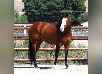 Paint Horse, Caballo castrado, 7 años, 163 cm, Castaño rojizo