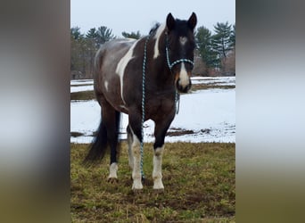 Paint Horse, Caballo castrado, 7 años, 168 cm, Ruano azulado