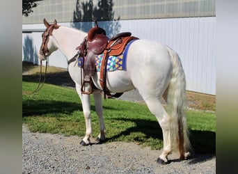 Paint Horse Mestizo, Caballo castrado, 7 años