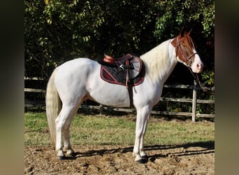Paint Horse Mestizo, Caballo castrado, 7 años