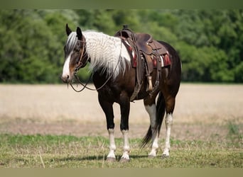 Paint Horse, Caballo castrado, 7 años, Pío