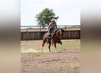 Paint Horse, Caballo castrado, 8 años, 142 cm, Pío