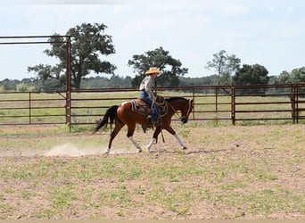 Paint Horse, Caballo castrado, 8 años, 142 cm, Pío