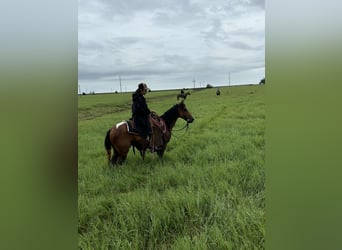 Paint Horse, Caballo castrado, 8 años, 142 cm, Pío