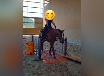 Paint Horse, Caballo castrado, 8 años, 148 cm, Alazán-tostado