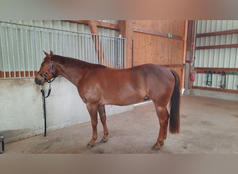 Paint Horse, Caballo castrado, 8 años, 148 cm, Alazán-tostado