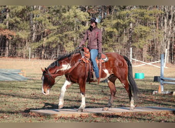 Paint Horse, Caballo castrado, 8 años, 150 cm