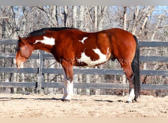 Paint Horse, Caballo castrado, 8 años, 150 cm