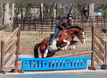 Paint Horse, Caballo castrado, 8 años, 150 cm