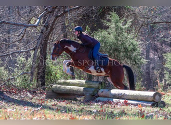 Paint Horse, Caballo castrado, 8 años, 150 cm