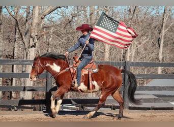 Paint Horse, Caballo castrado, 8 años, 150 cm